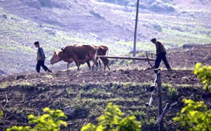 N. Korean defectors report starvation after harvests ‘taken forcibly by the ruling class’