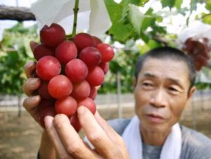 A farmer displaying a cluster of recently-developed "Ruby Roman" grapes in his vineyard in Kahoku city in Japan. /AFP