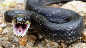 The Manchurian black water snake is the largest snake species in Korea.