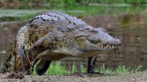 One Nile crocodile sells for up to $400.