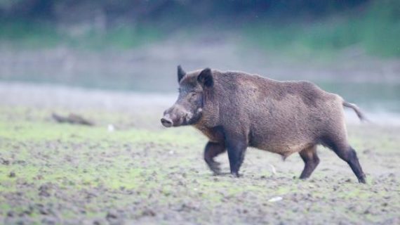 Rampaging wild boars kill 3 ISIS jihadists in Iraq