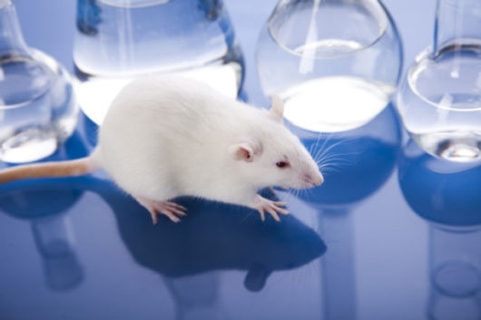 Report: Taxpayers funding animal tests for homemade abortions