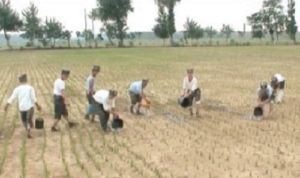 As N. Korea celebrates ICBM, photo shows soldiers watering dried up rice paddies