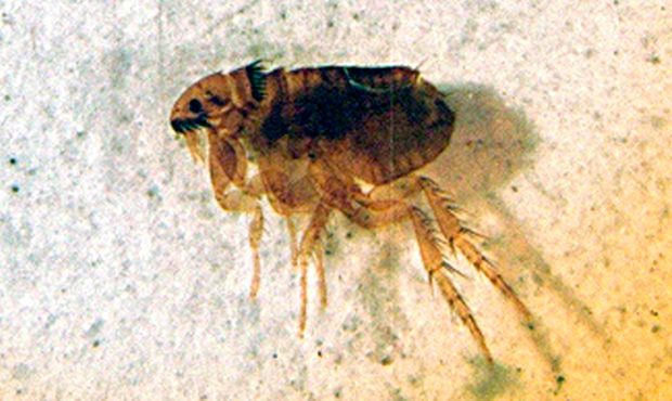 Arizona fleas test positive for plague: County urges owners to leash pets