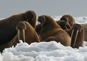 Documentary film crew denies spooking walruses who fell to their deaths