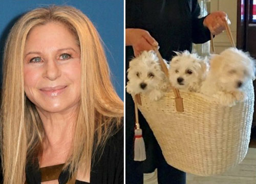 Dog days: Streisand flies her pooches on private jet to see her sing in London