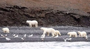 Pity the poor polar bears, not: Professor loses job after research caused offense