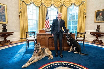 Reports: Biden’s dogs banished to Delaware after ‘biting incident’
