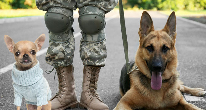 Breakthrough: U.S. military brings diversity to canine units