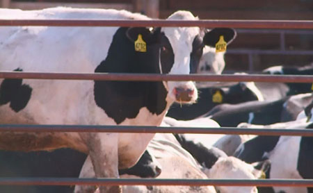 Idaho Dairy Group CEO boasts we ‘support 37,000 jobs’; Admits 90% of farm workers are foreigners