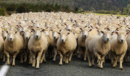 ‘Excellent sheep’ without protests: Former Yale prof reflects on origins of Wokeness