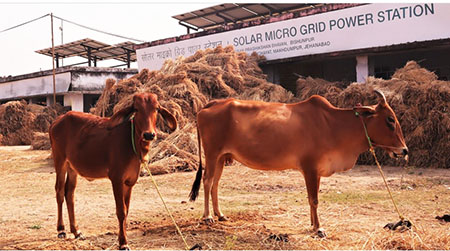 Greenpeace solar station now an Indian village’s cattle shed
