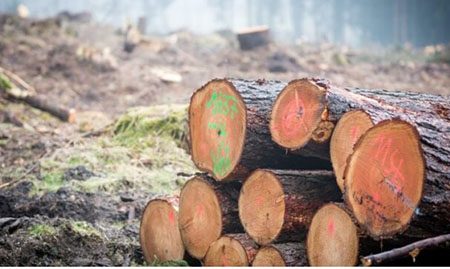 Scotland cut down 14 million trees to clear way for wind turbines