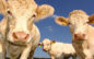 Report: mRNA vaccines are being injected into livestock
