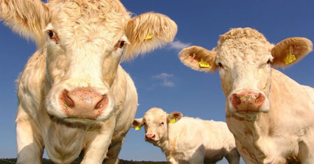 Report: mRNA vaccines may be injected into livestock