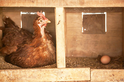 Unreported: Hens not laying eggs as unsavory elites eye U.S. food supply