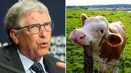 Not satire: Bill Gates invests $4.8 million in face masks for cows