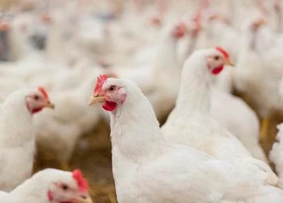 Fear porn: Bird flu, Covid narrative parallels are striking, report says