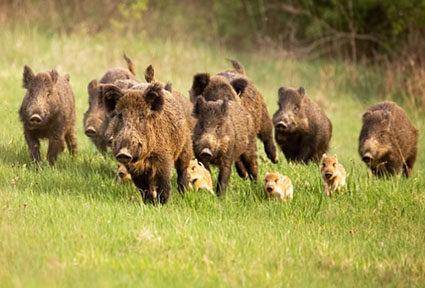 Report: Hybrid super pigs let loose in Canada are now invading the U.S.