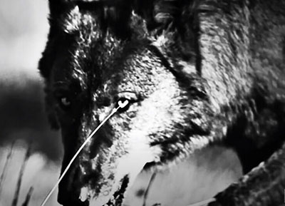 ‘Wolves’: New Trump video eviscerates ‘rabid D.C. regime’