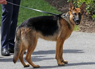 Collateral damage: Biden’s dog bit White House personnel at least two dozen times